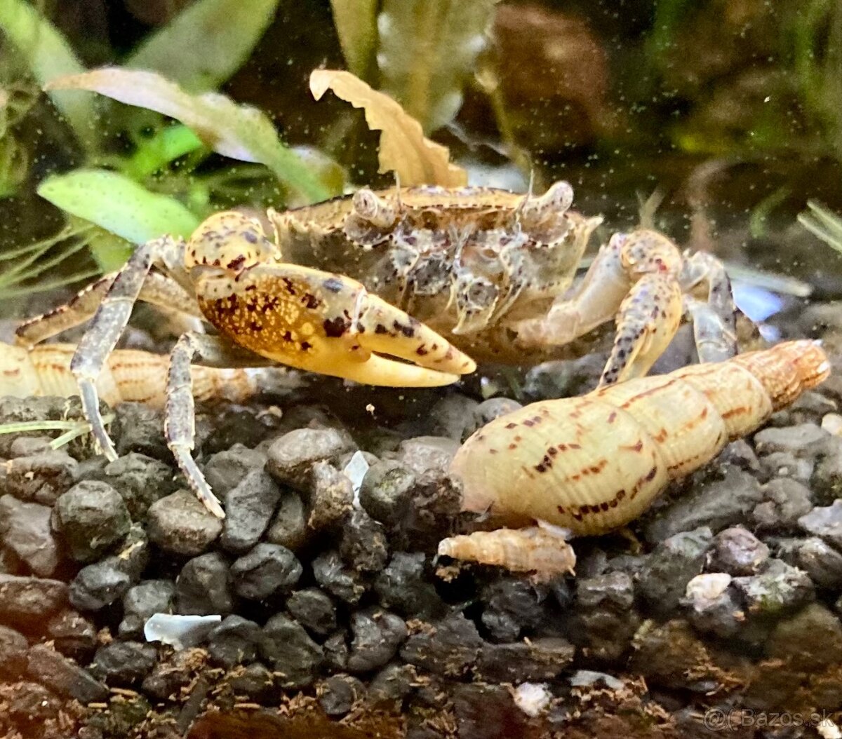 Krab Mekong - Siamthelphusa sp. - 3