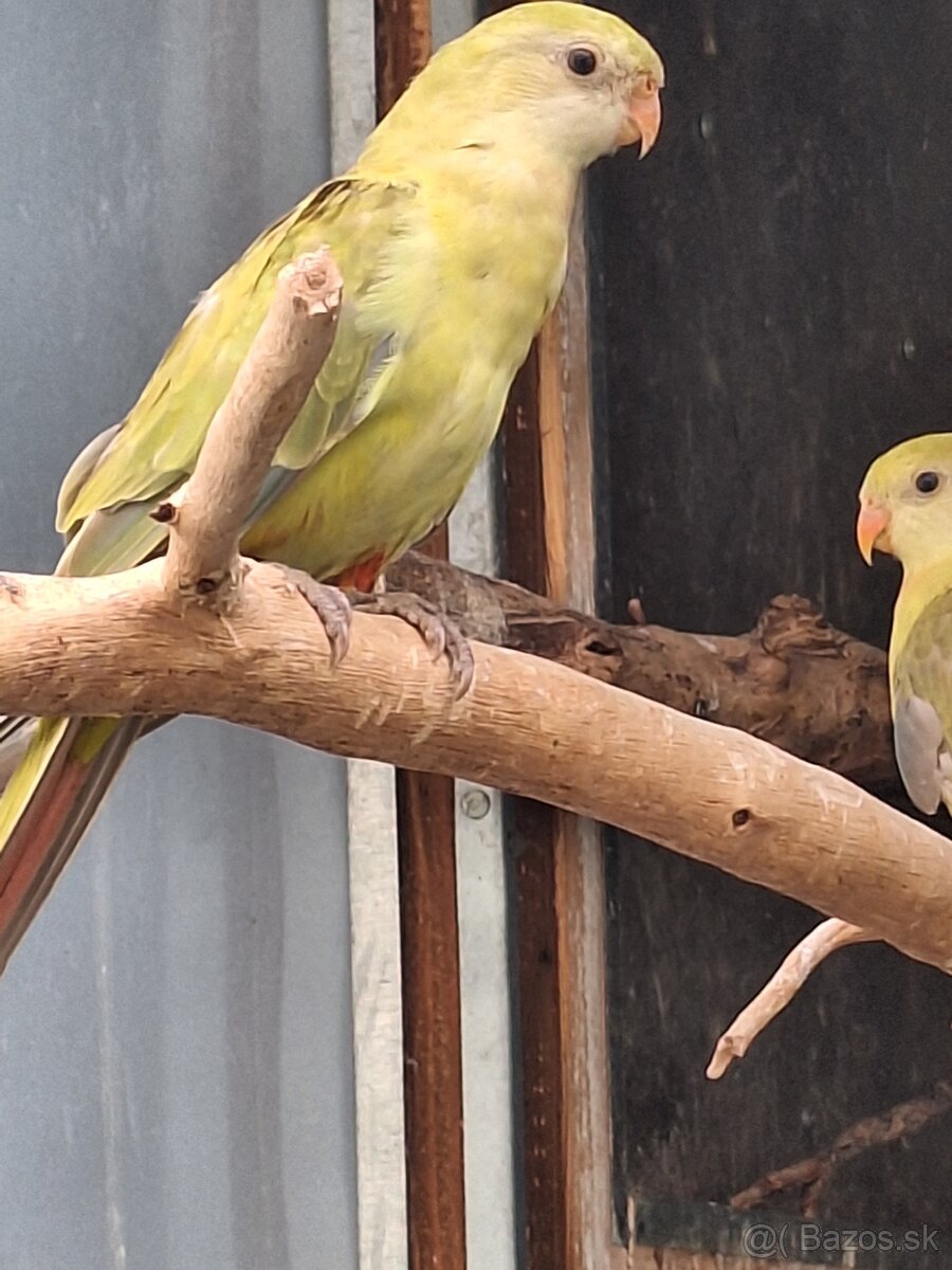 Papagáj nádherný škorica - 3