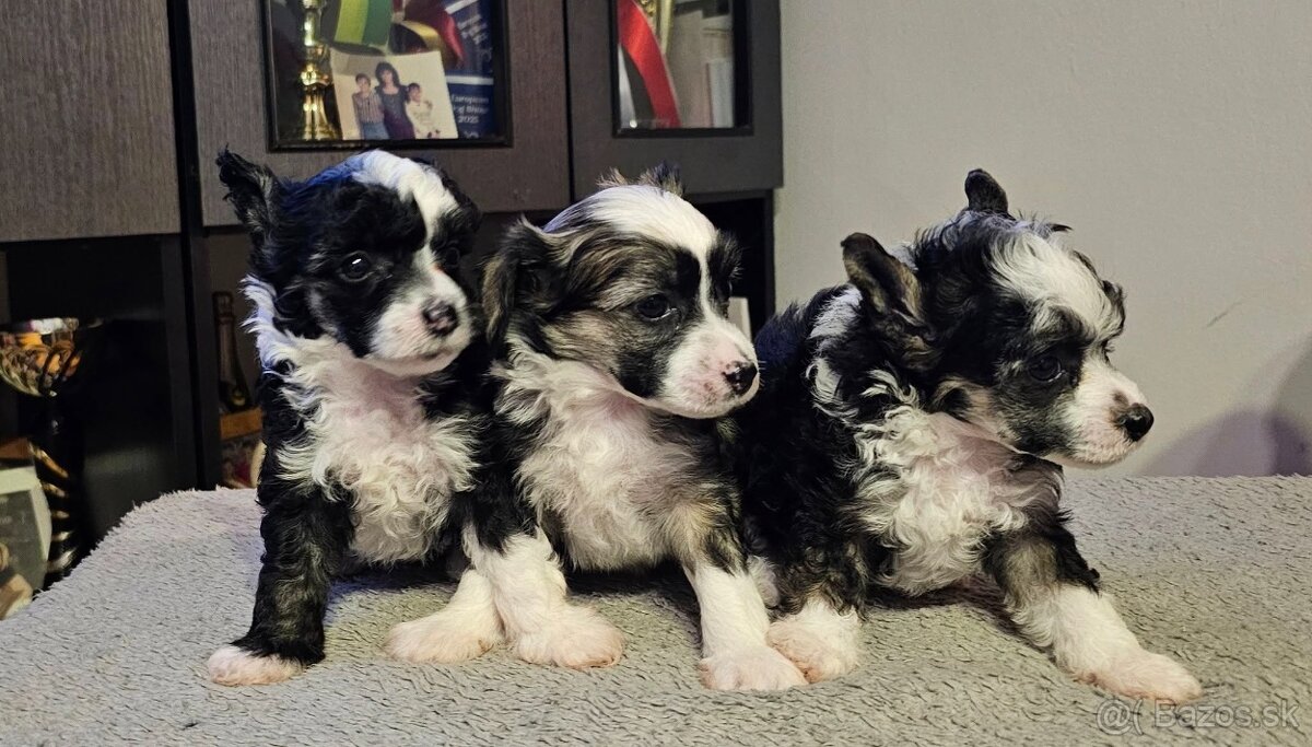 ČÍNSKÝ CHOCHOLATÝ PES/ labutěnka/naháč - 3