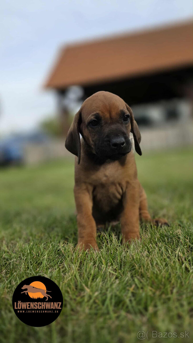 Rhodesian Ridgeback / Rodézsky ridgeback s fci PP - 3