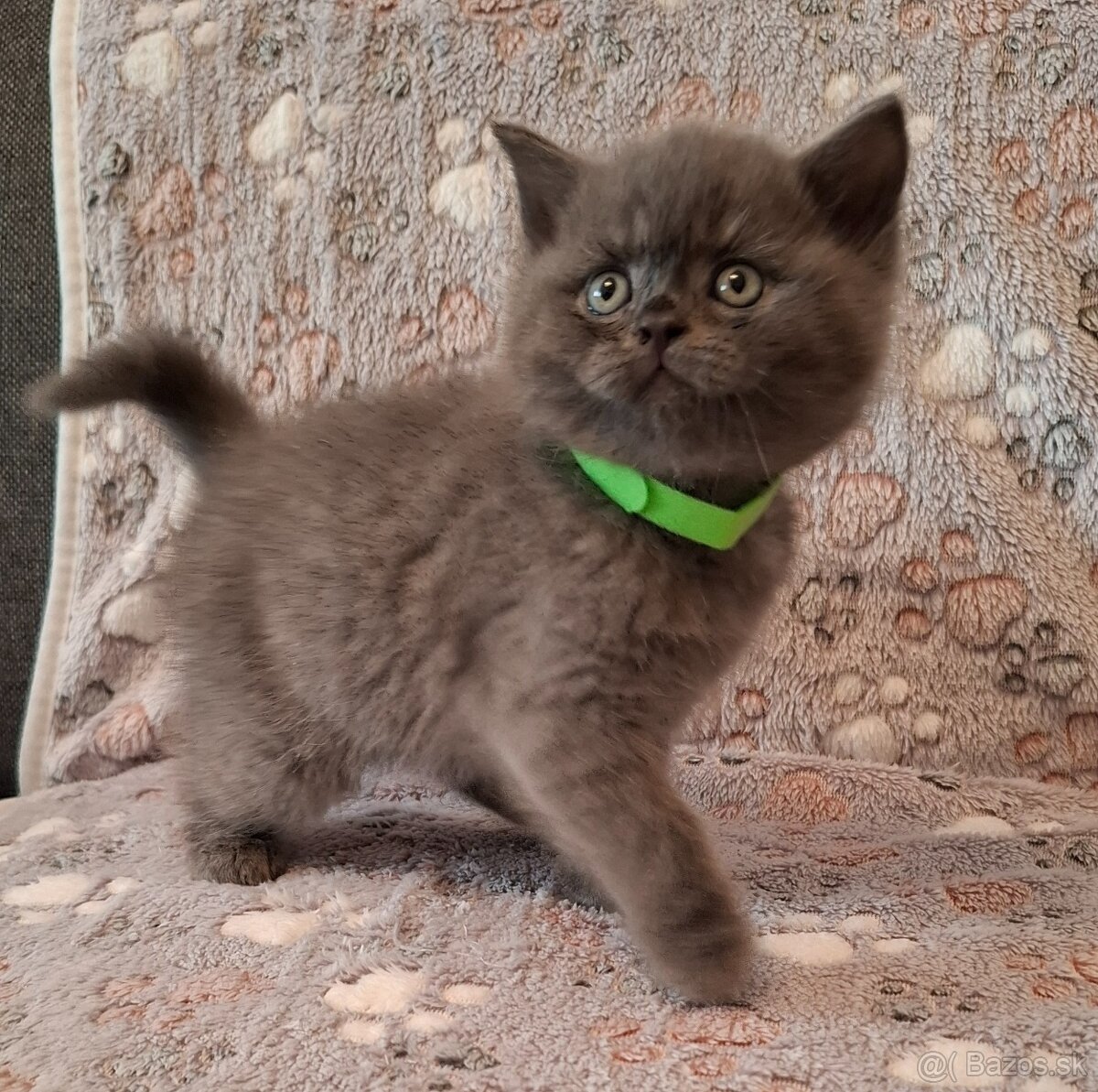 Britské mačiatká - 3