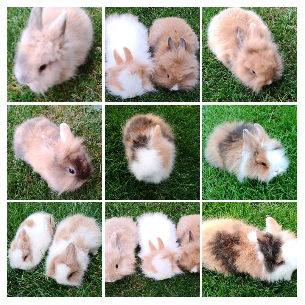 Zdrobnelý, zakrslý kralik - 3