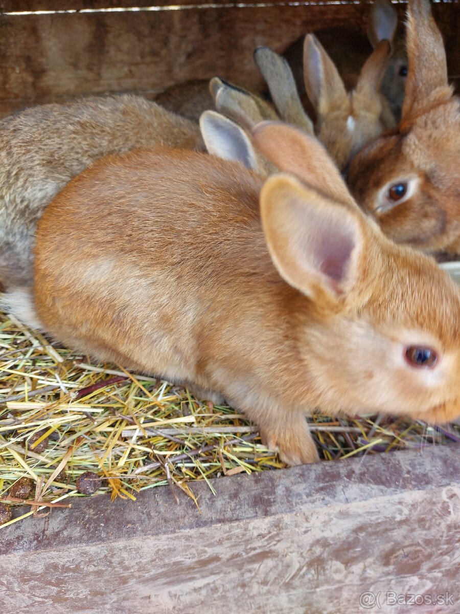 Mladé králiky - 3