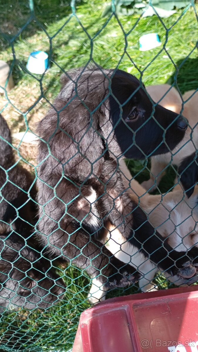 Šteniatka labradora - 3