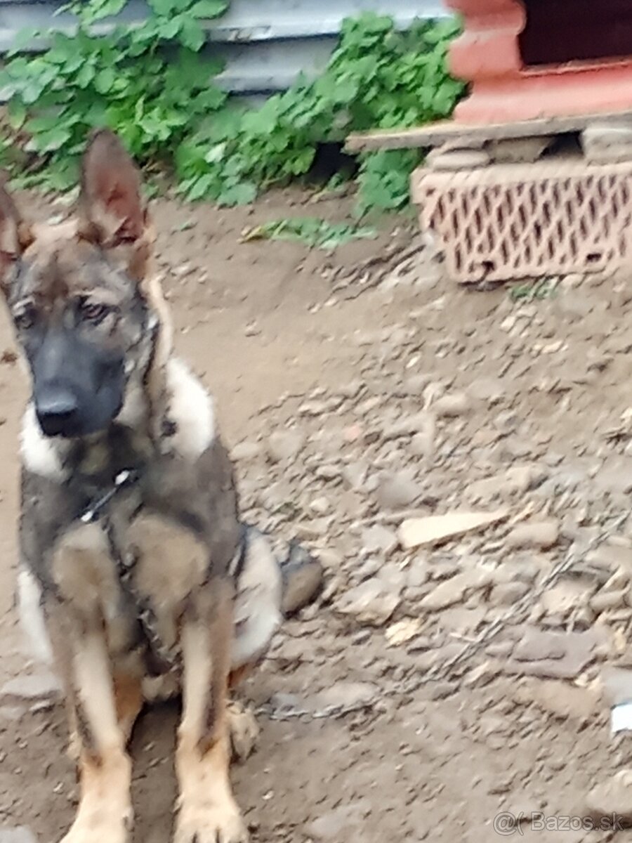 Nemecký ovčiak - 3