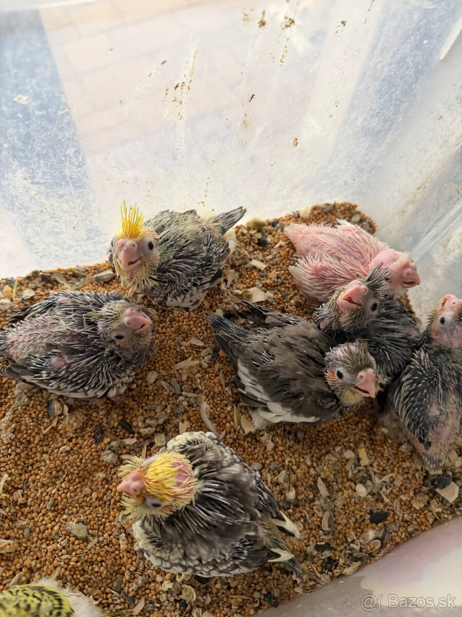 Korely ručne dokrmene. Rezervácie - 3