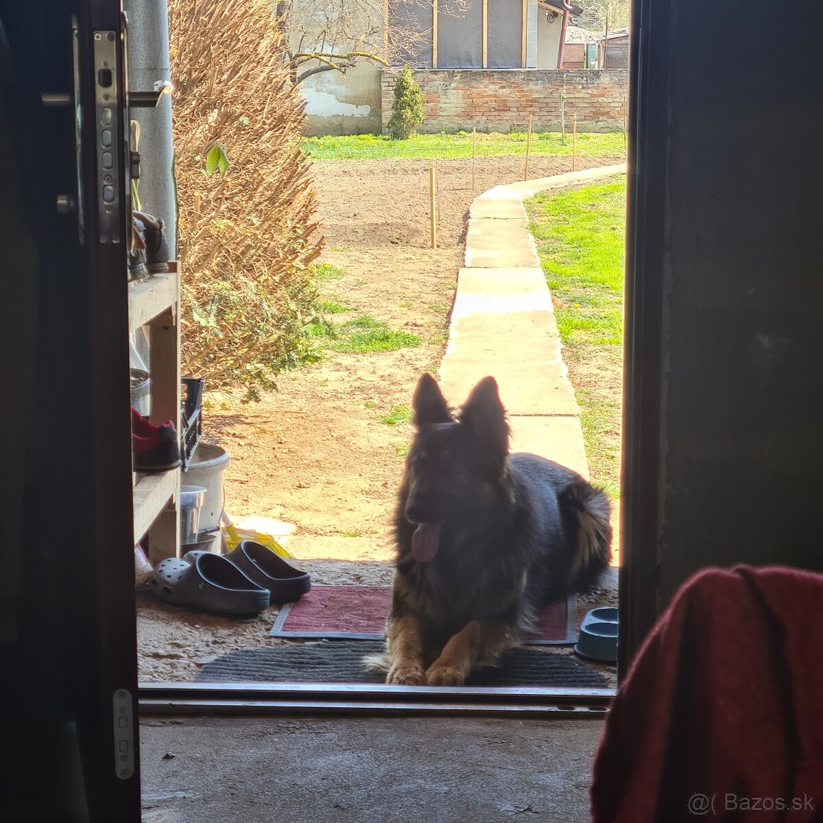 Darujem N ovčiaka fenku - 3