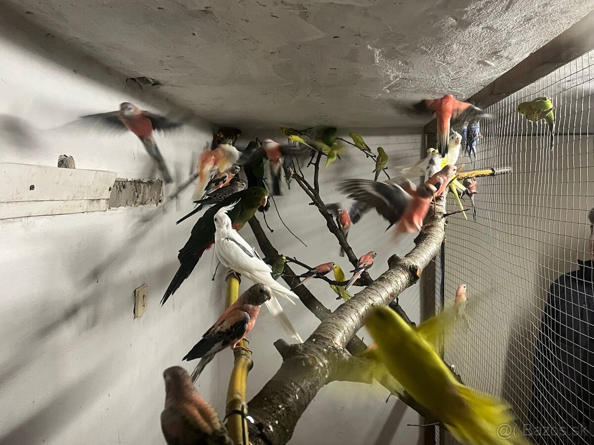 Predám andulky,korely,Neofemy, kráľovsky . - 3