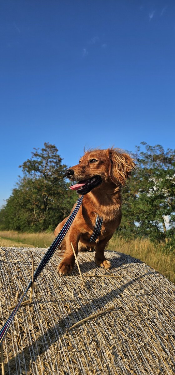 Jazvečík dlhosrstý - 3