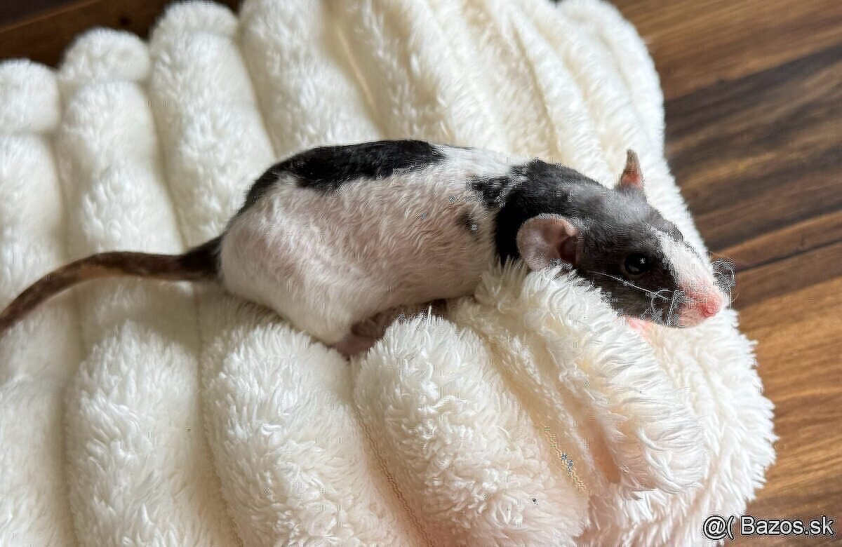 🧸 potkan, potkaníky s vp 🤎 - 3