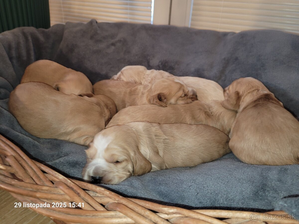 Anglický kokeršpaniel s rodokmeňom - 3