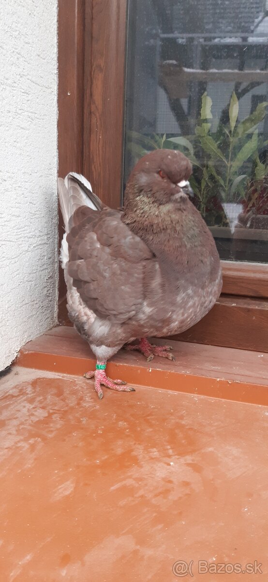 Americký King 2025 Samec. - 3