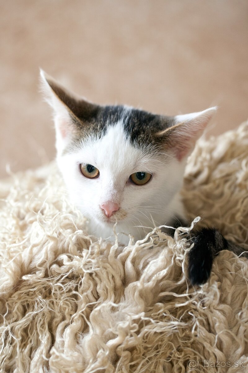 ❤ Balou - hravý a zvedavý malý elegán - 3