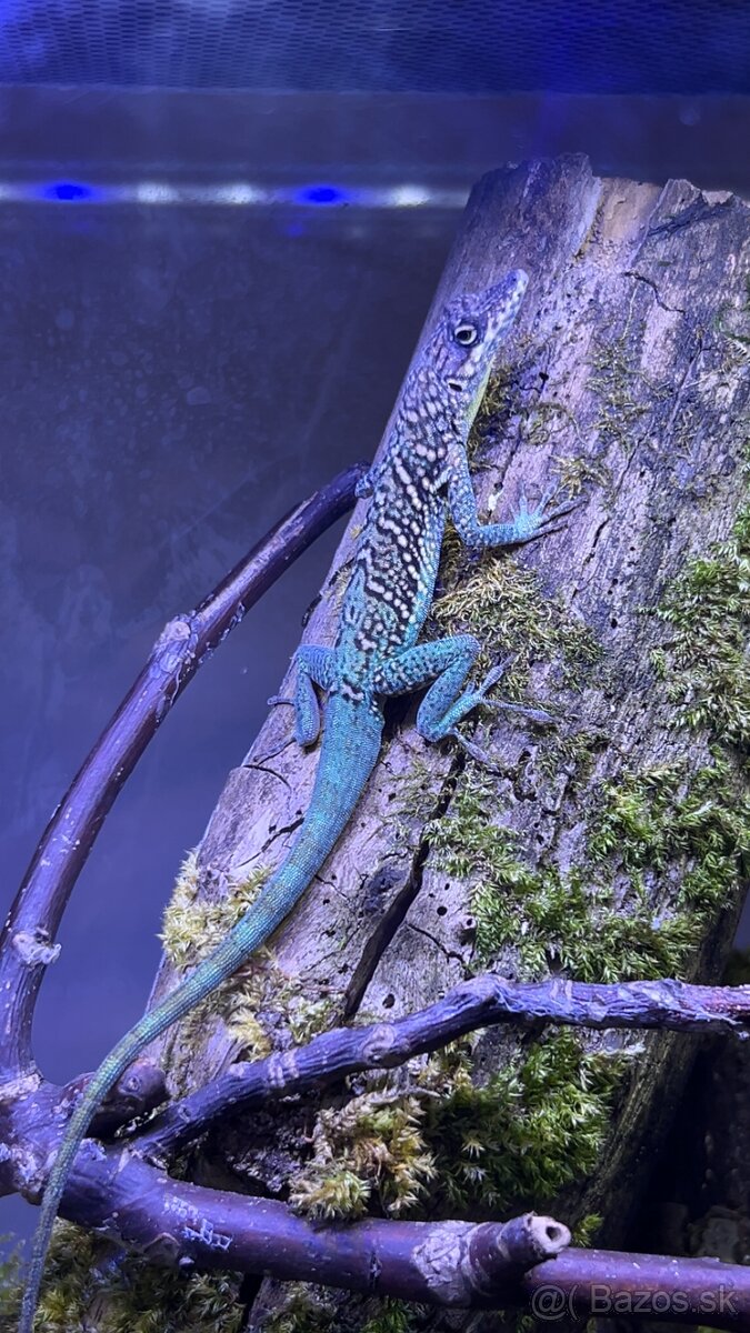 Anolis Roquet le Diamant - 3