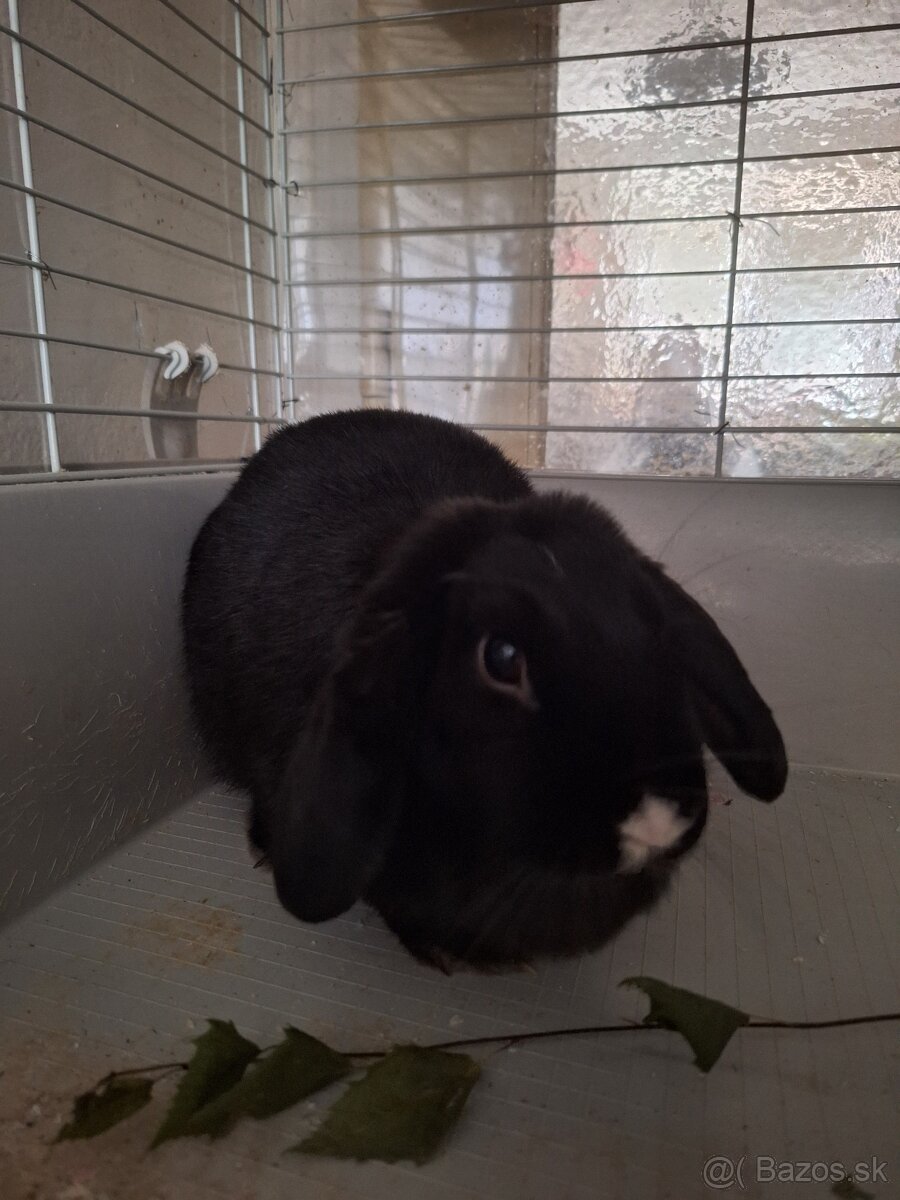 Zakrslý Králik 🐇 - 3