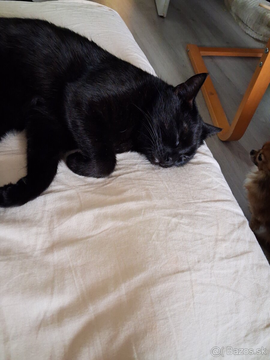 Darujem mačičku - 3