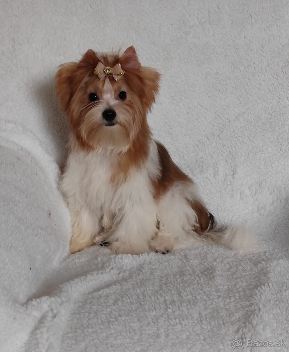 Yorkshire teriér, Biewer, Biro, Yorkshire teriér s PP - 3