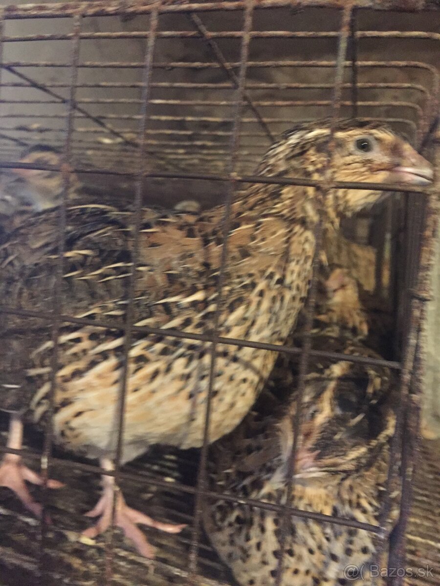 japonské prepelice - 3