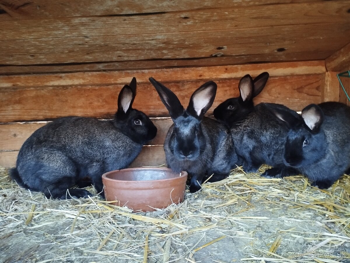 Králiky - 3