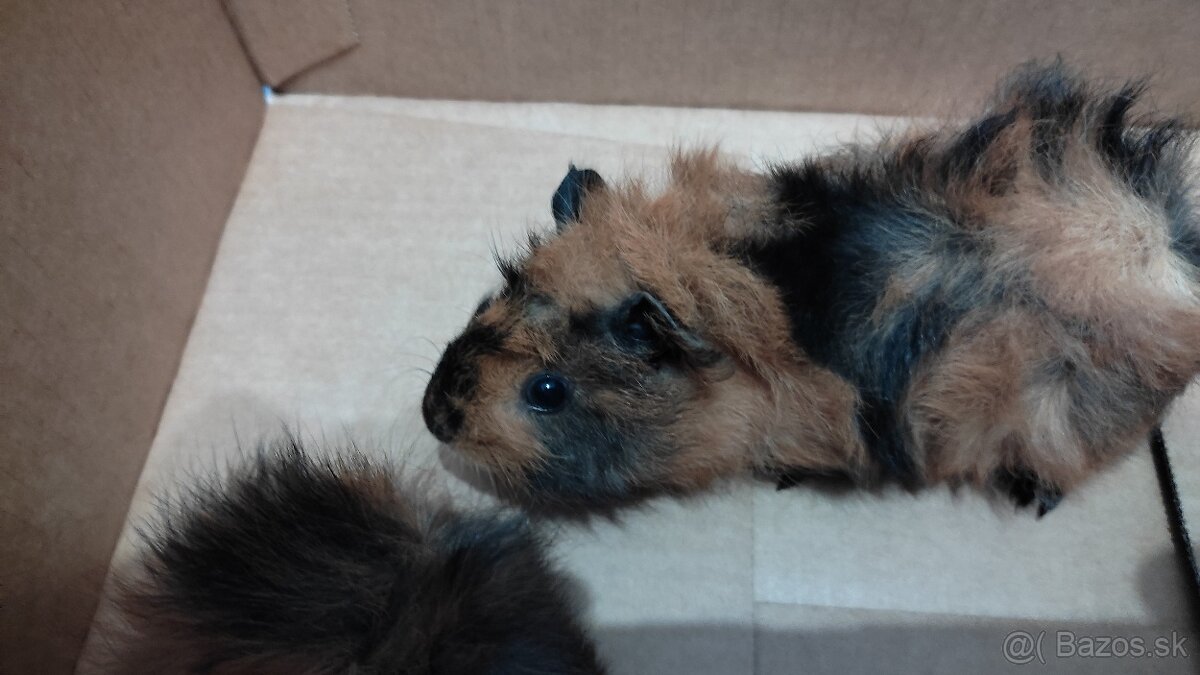 Morské prasiatka - 3