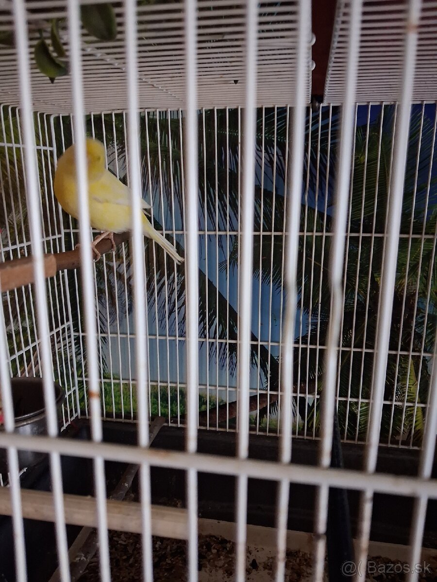 Kanariky predaj - 3