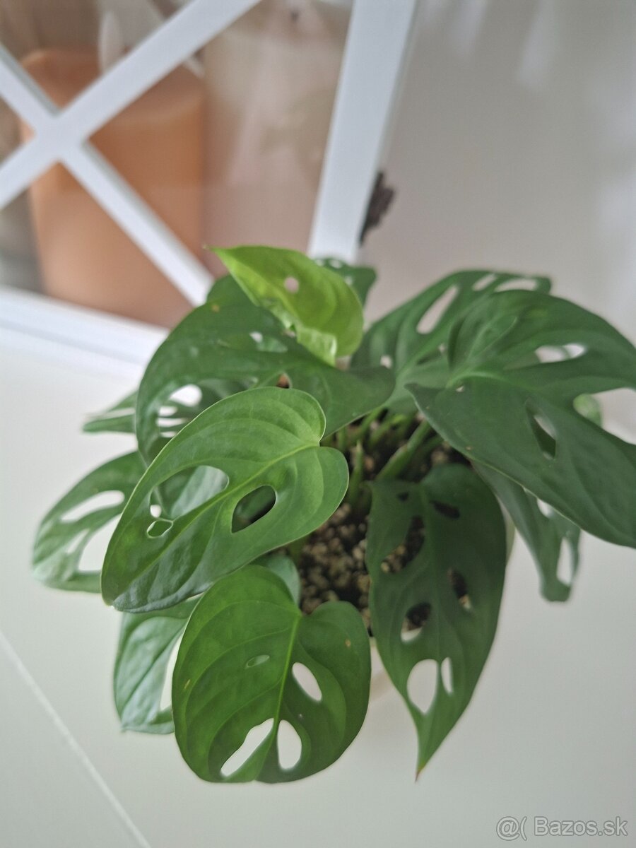monstera adansonii monkey mask 3 - 3