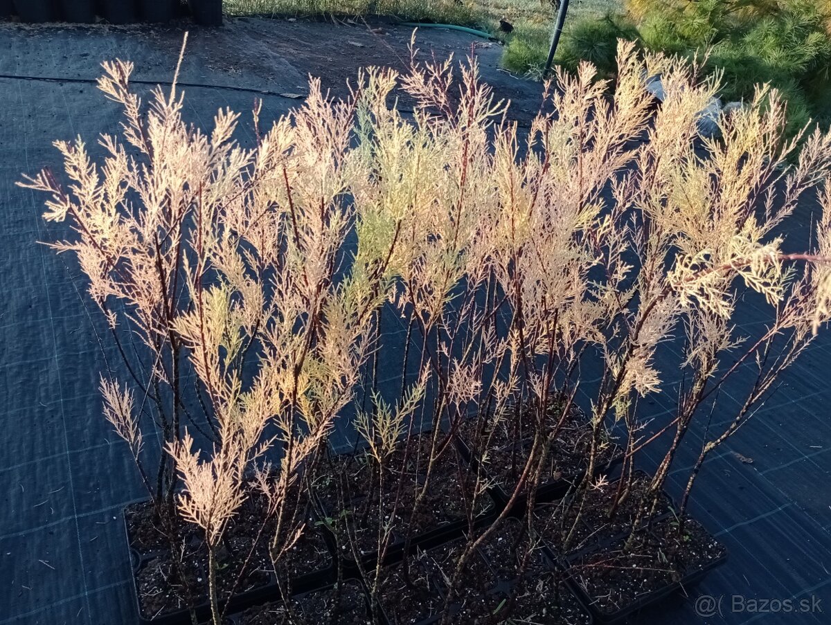 tamaryšek kaspický-biely - 3