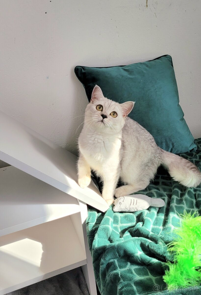 Škótske mačiatka s PP/F.TICA 25 - 3