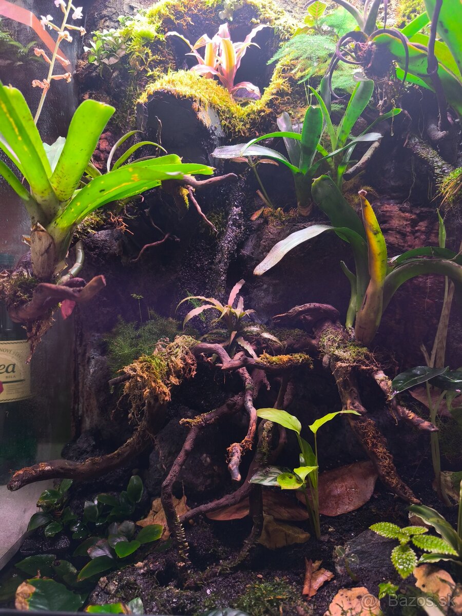 Predám terárium - 3