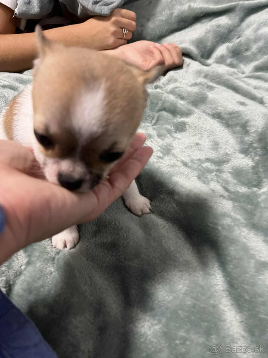 Čivava kratkosrstá - 3