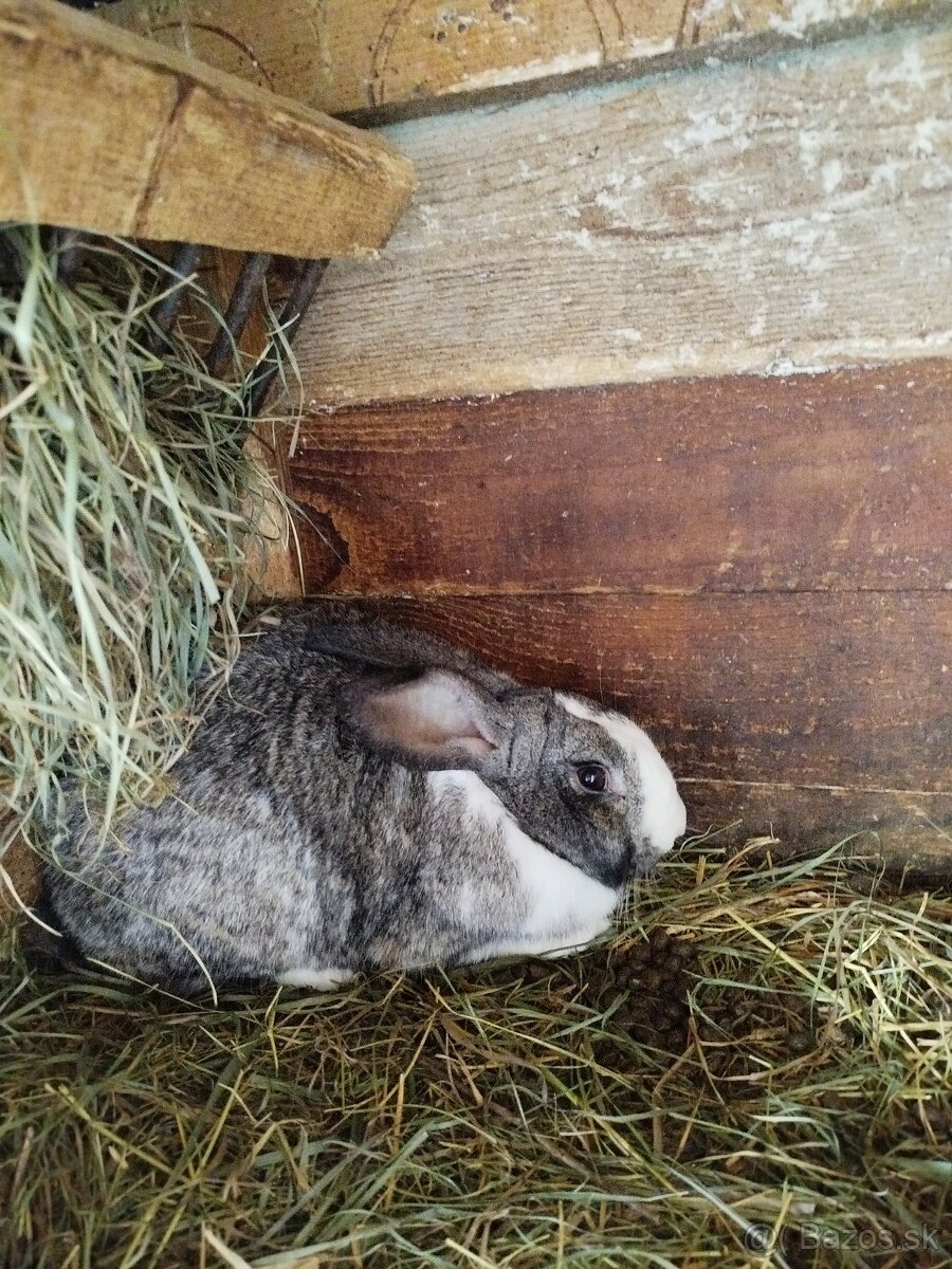 Predám zajace - 3