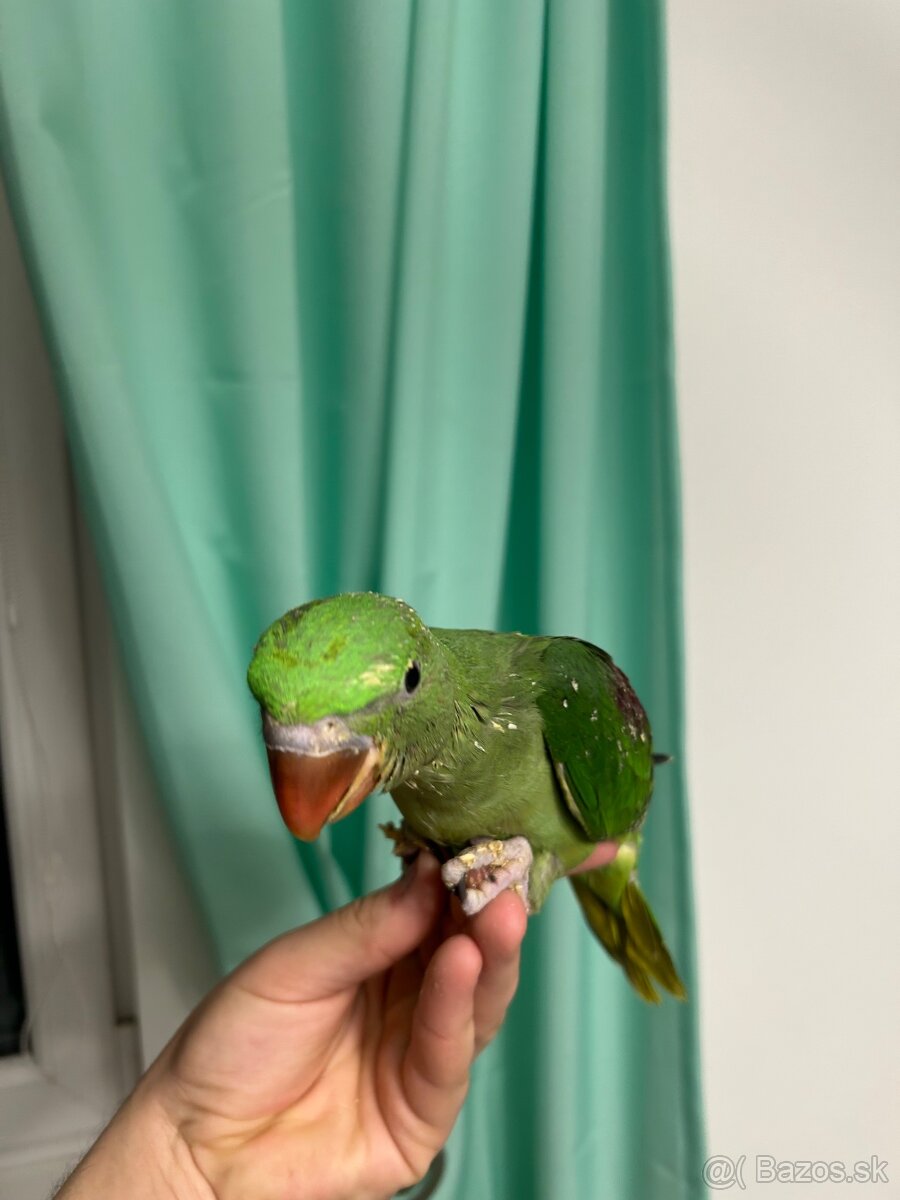 Alexander veľký - 3