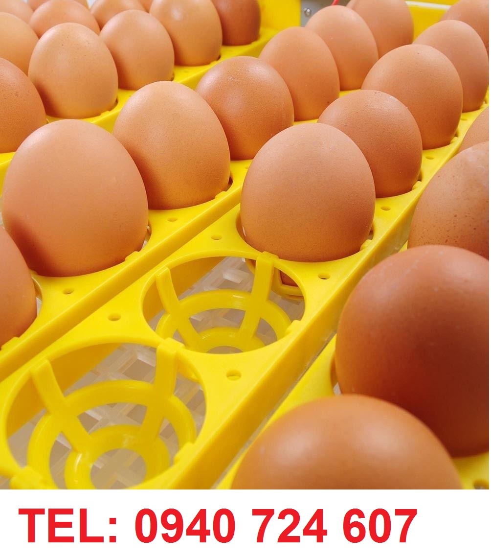 Plneautomatická liaheň s kapacitou 12,24,36,48,56,96 vajec - 3