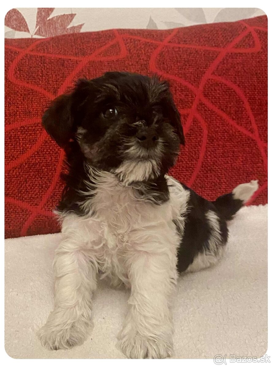 Americký parti knírač malý s PP - 3