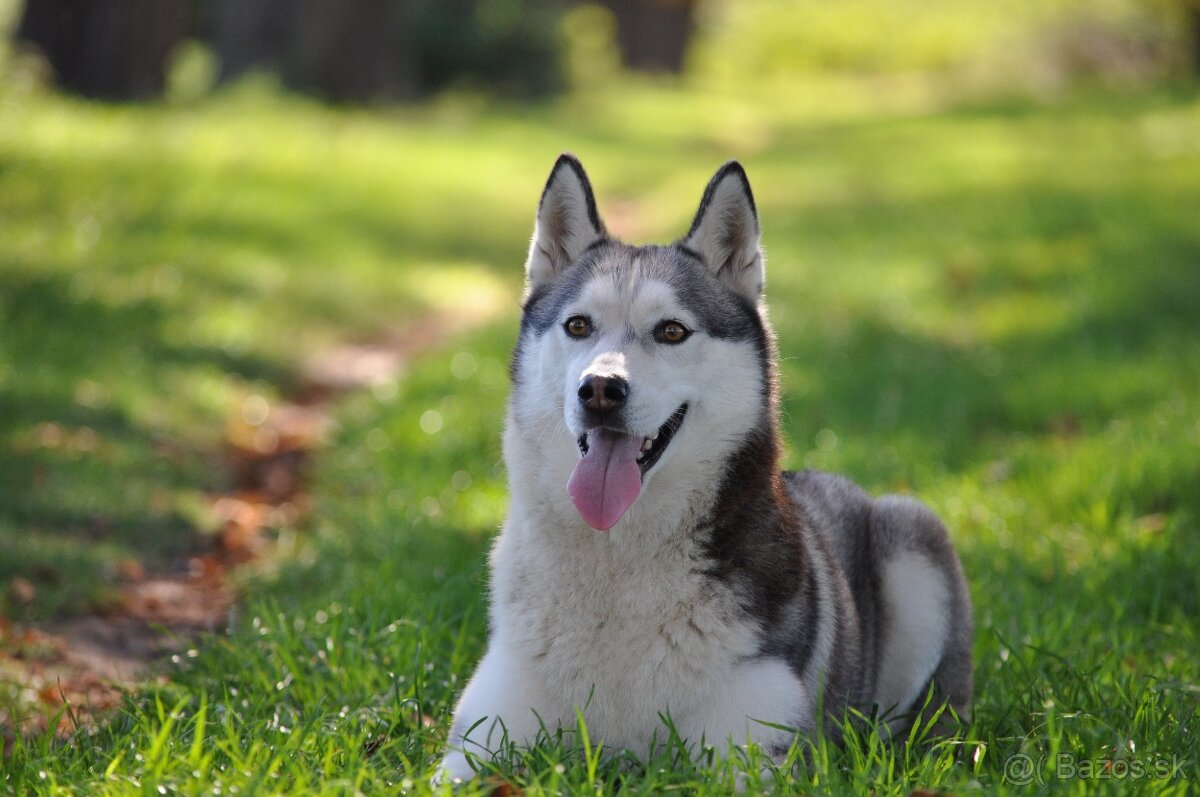 Šteniatka Husky s PP - 3