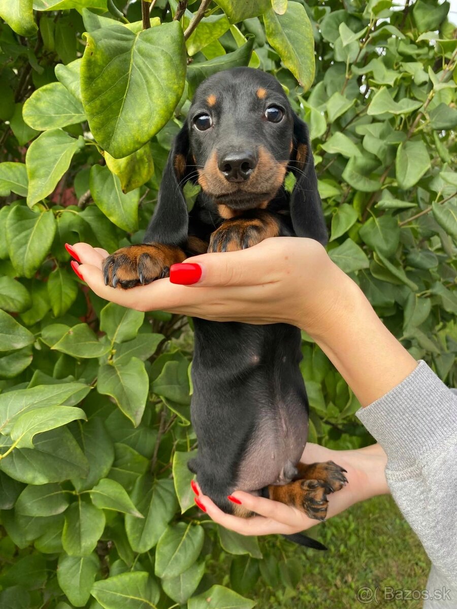 Jazvečík trpasličí s PP - 3