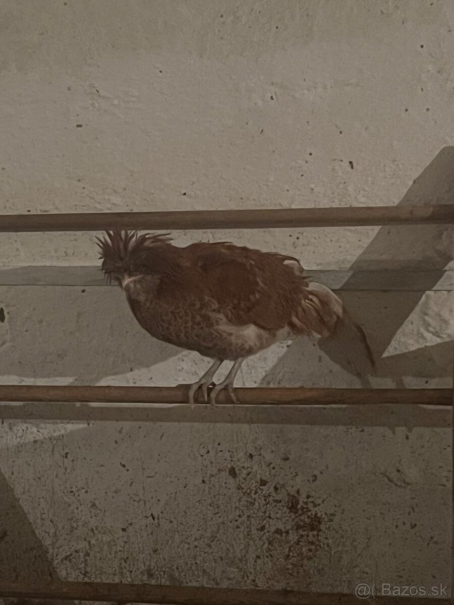 Predám kohútov - 3