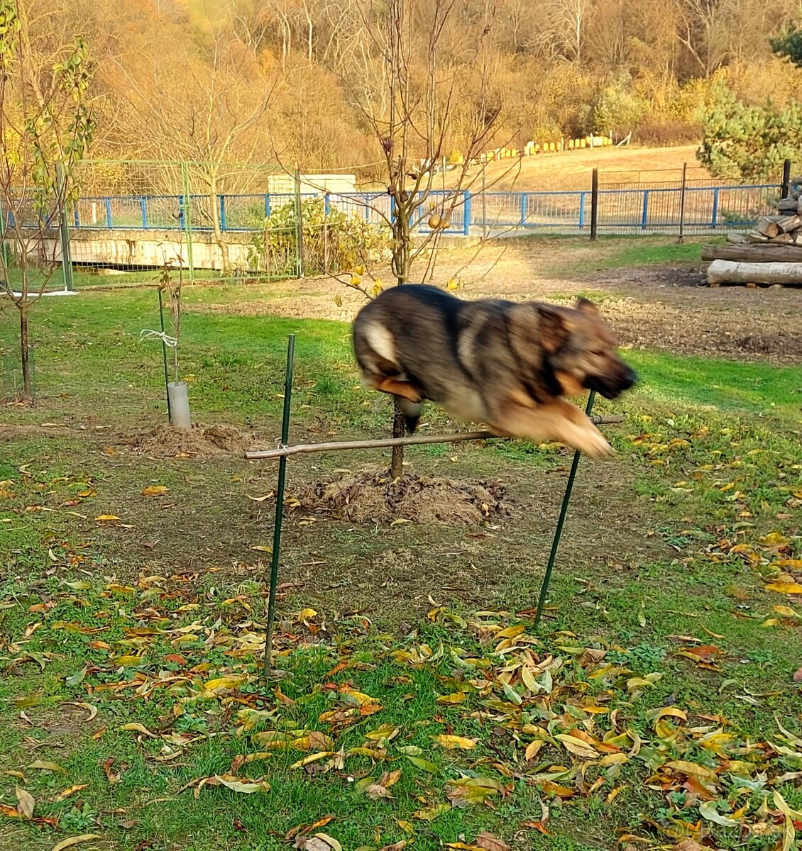 Nemecký Ovčiak fena - 3