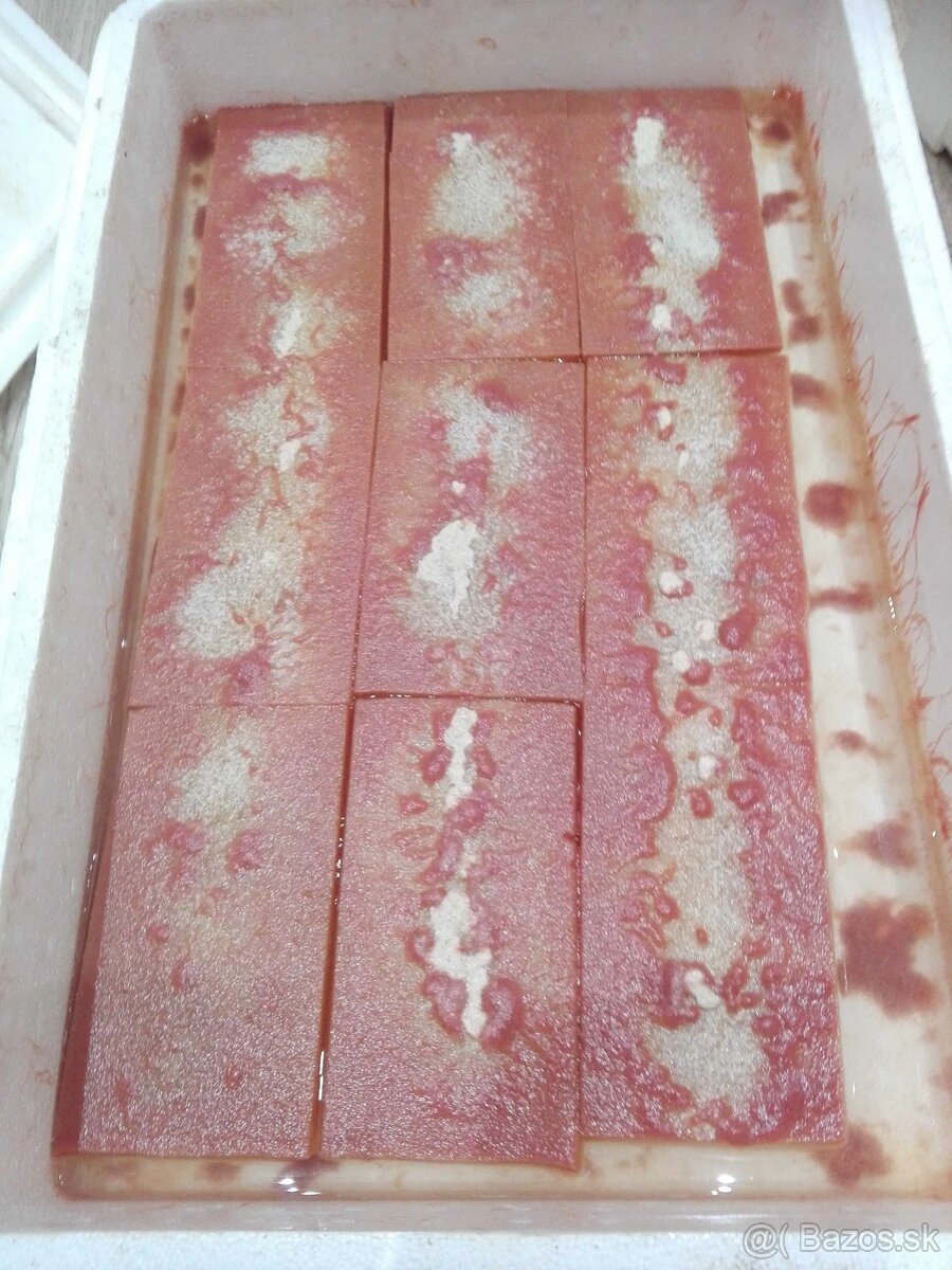 Auloforus (Dero Worms) - 3