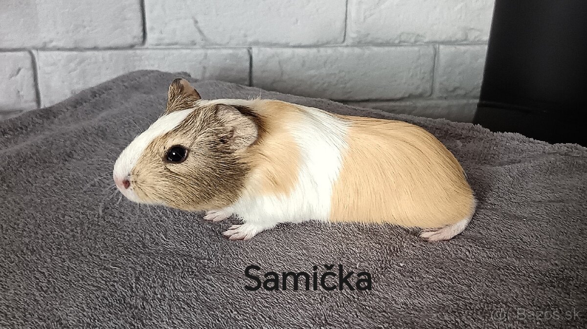 Morské prasiatka - 3