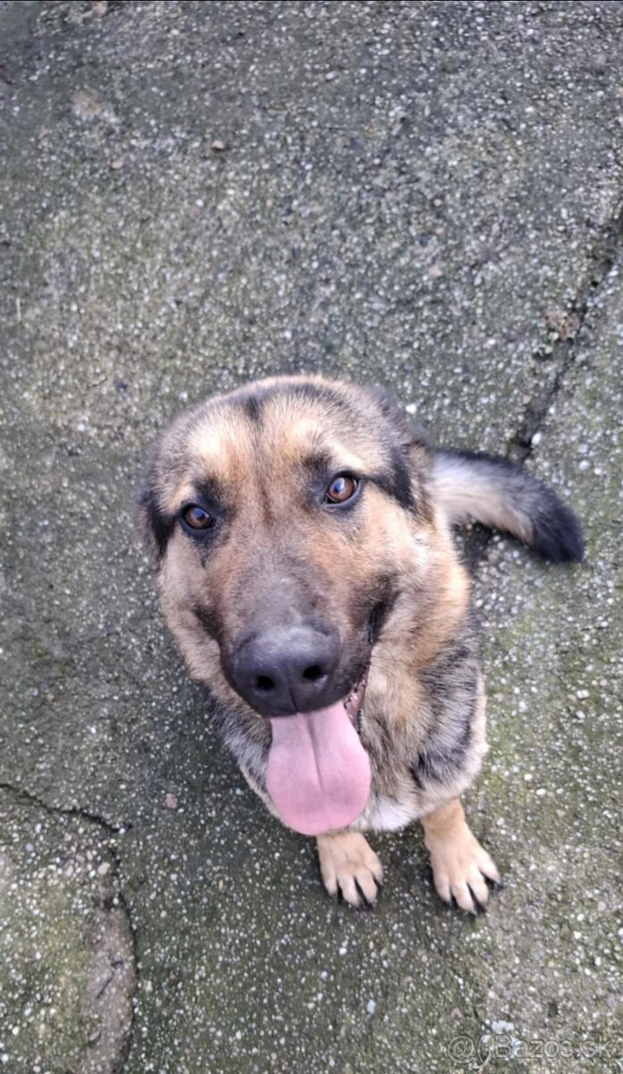 Darujem nemeckèho ovčiaka - 3