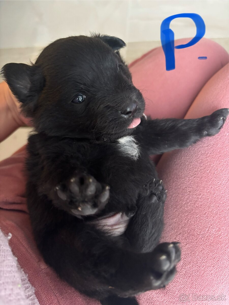 Šteniatka hľadaju domov - 3