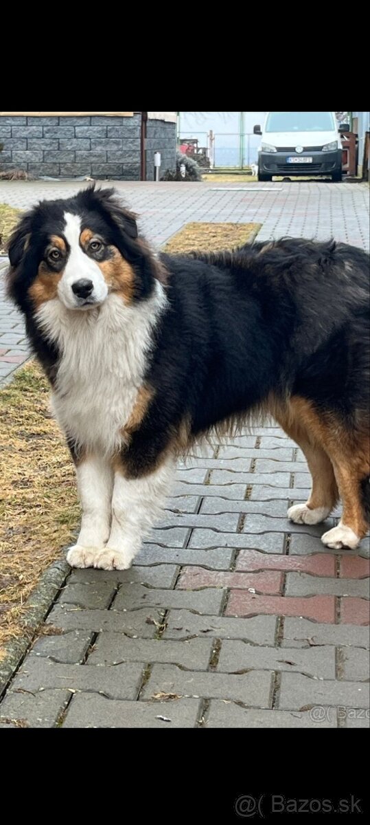 Austrálsky ovčiak - fenka - 3
