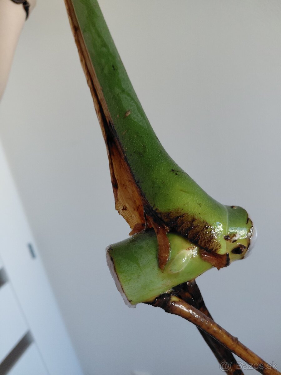 Odrezok monstera deliciosa (2) - 3
