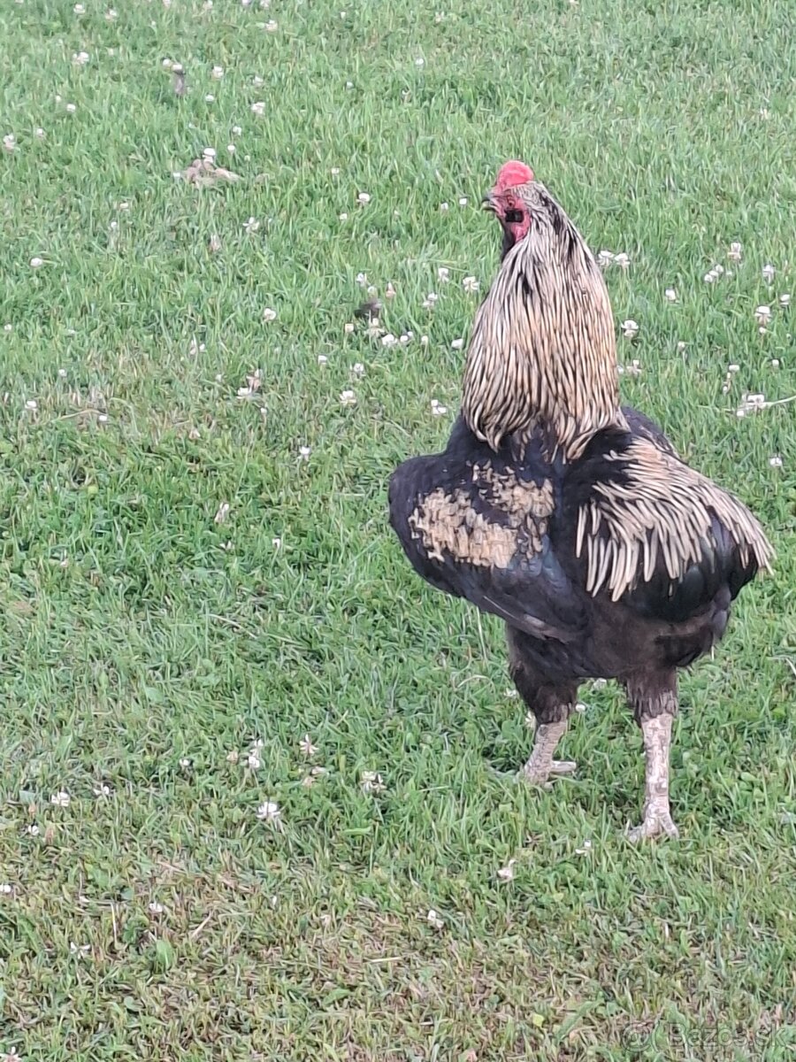 Araucana kohut - 3