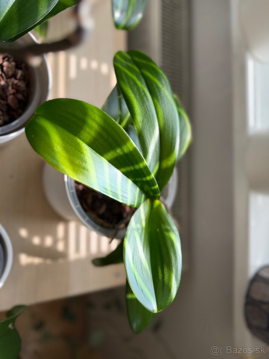 Zbierka orchideí - 3