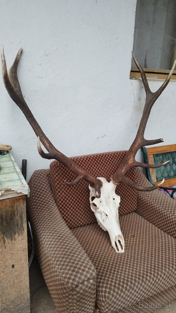 Predám trofej jeleňa.parozie, zhody, trofeje. - 3