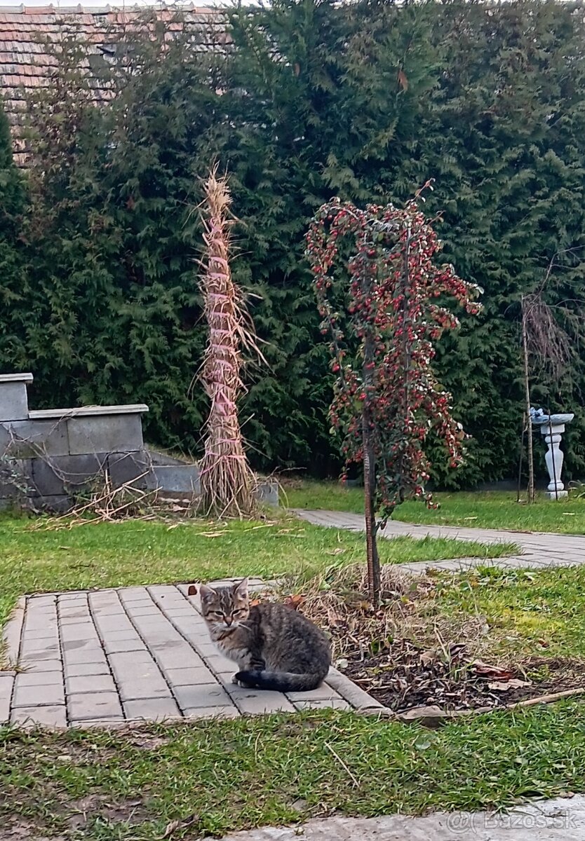 Darujem mačiatka - 3