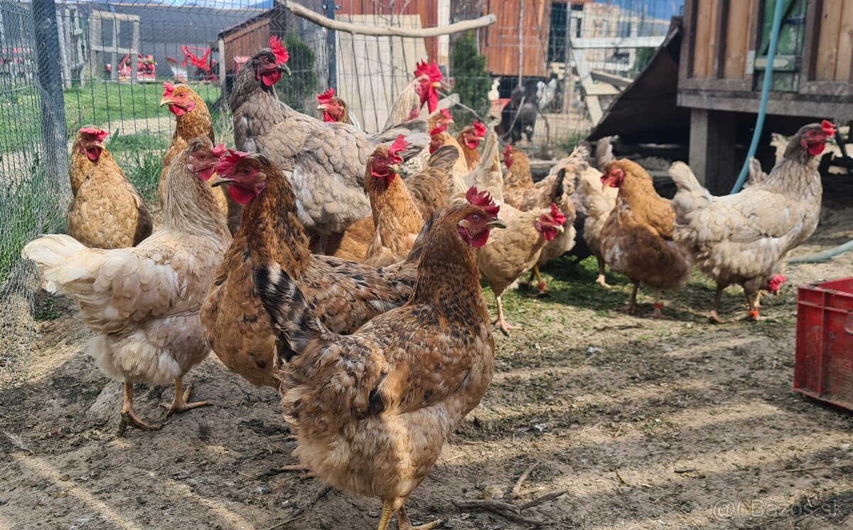 Ponukam nasadove vajicka - 3