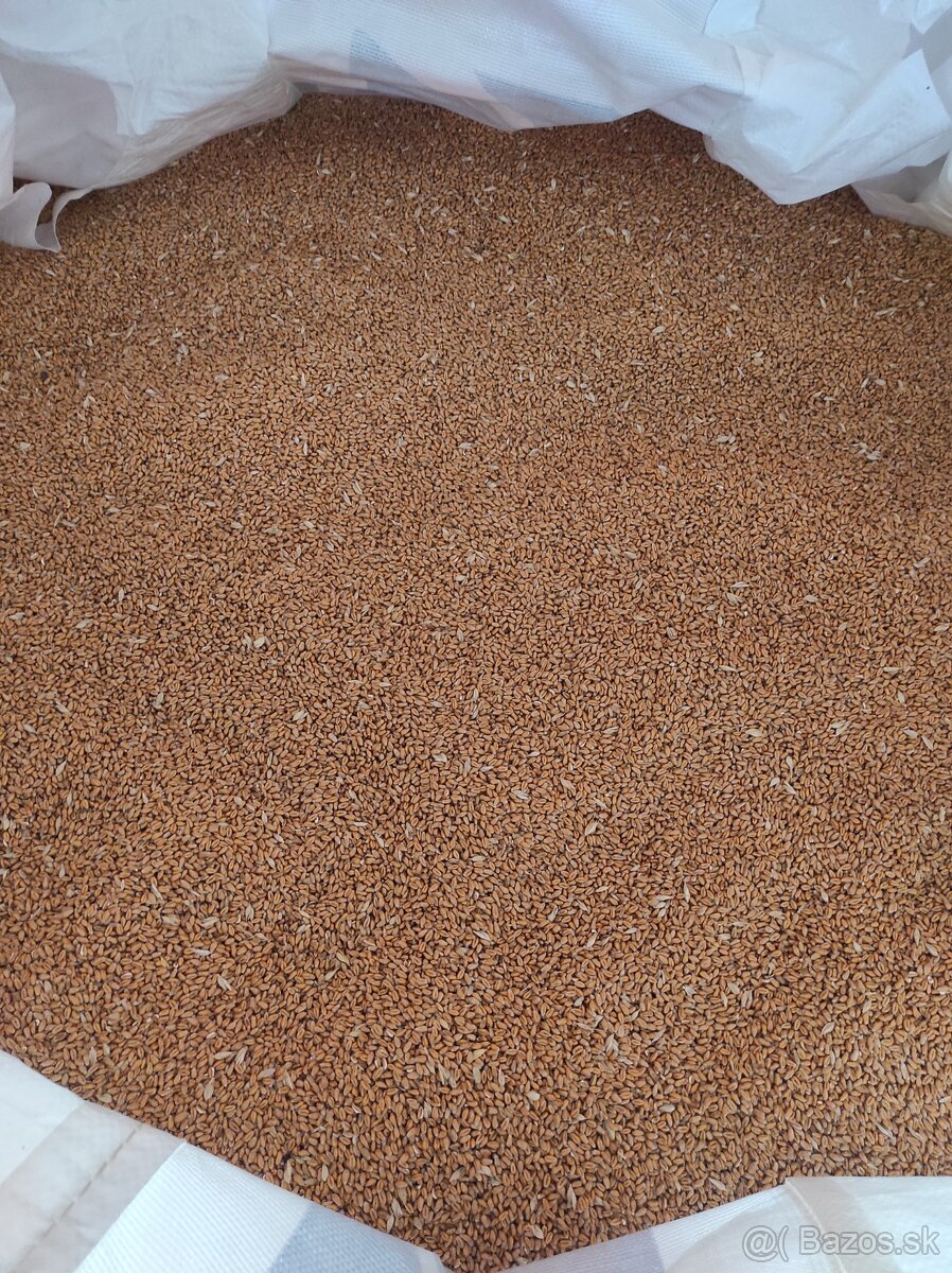 Pšenica, jačmeň - 3